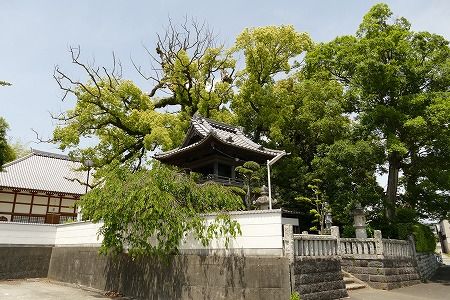 磐田のパワースポット 東福山西光寺の巨木 磐田市 フーちゃんのカメラウオッチング 磐田のパワースポット 東福山西光寺の巨木 磐田市 フーちゃんのカメラウオッチング