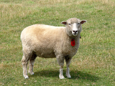 フーちゃんのカメラウオッチング 羊に関することわざ 慣用句