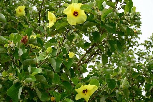 磐田市 はまぼう公園のハマボウの花 フーちゃんのカメラウオッチング 磐田市 はまぼう公園のハマボウの花 フーちゃんのカメラウオッチング
