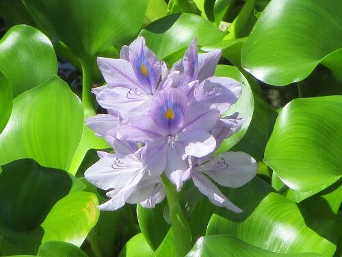 ゆれる心 ホテイアオイの花 袋井市 フーちゃんのカメラウオッチング ゆれる心 ホテイアオイの花 袋井市 フーちゃんのカメラウオッチング