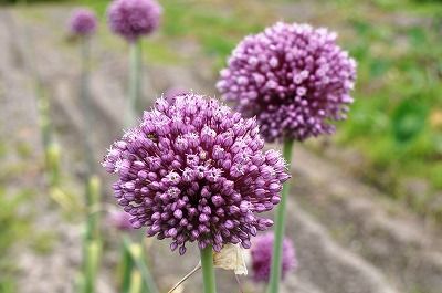すべての美しい花の画像 最新にんにく 花 すべての美しい花の画像 最新にんにく 花