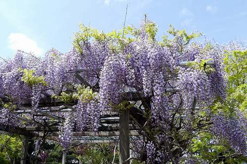 下がるほど 人が見上げる 藤の花 袋井市 フーちゃんのカメラウオッチング
