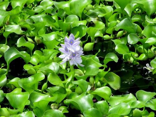 ゆれる心 ホテイアオイの花 袋井市 フーちゃんのカメラウオッチング ゆれる心 ホテイアオイの花 袋井市 フーちゃんのカメラウオッチング
