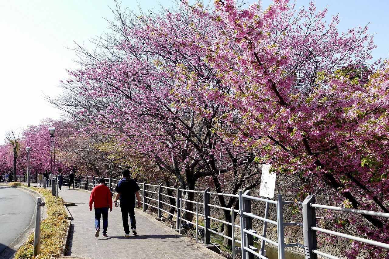 ぽかぽか陽気に誘われて 見頃を迎えた掛川桜を鑑賞 掛川市 フーちゃんのカメラウオッチング