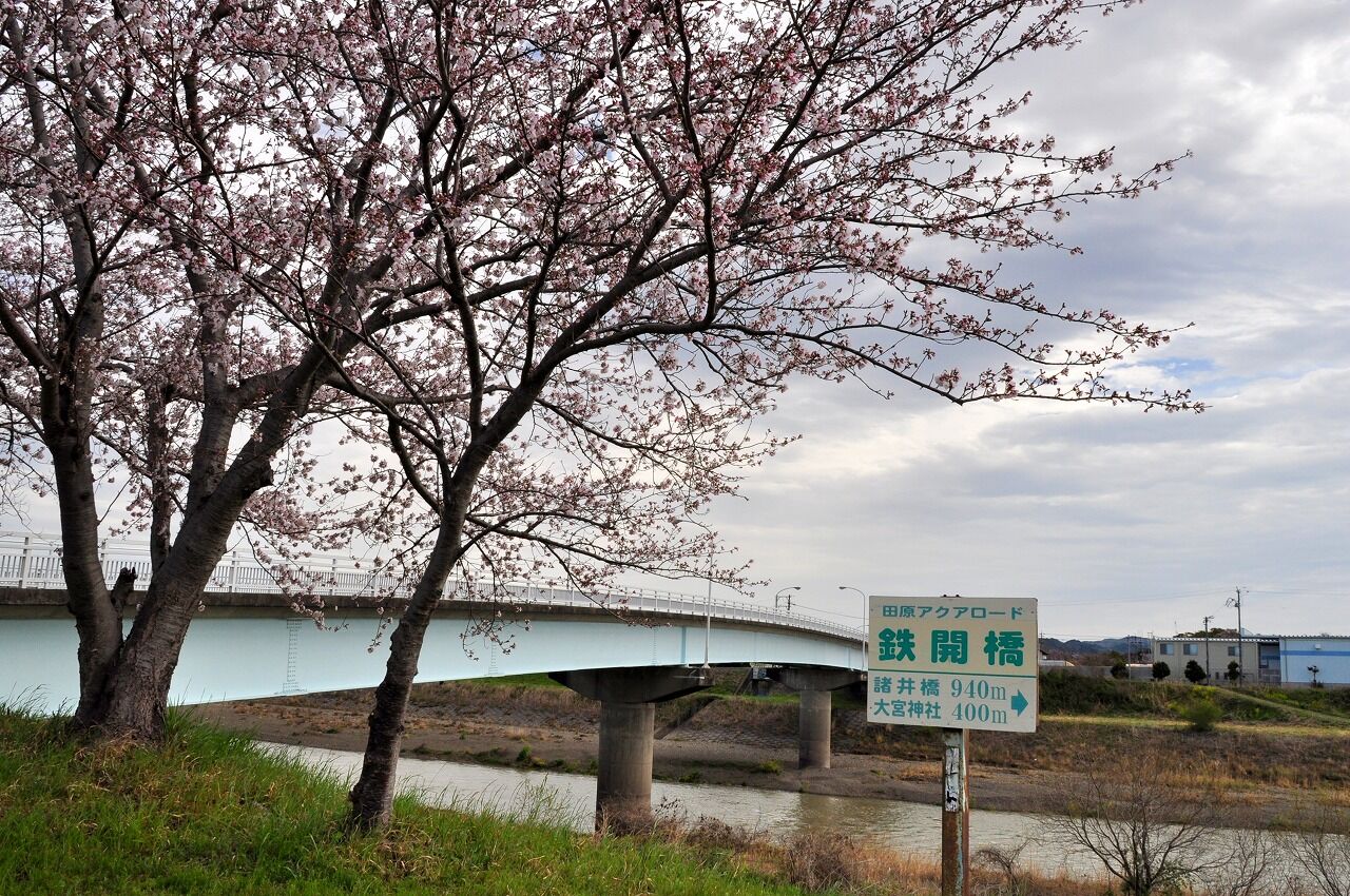 原野谷川堤防沿いの桜並木を歩く 袋井市 フーちゃんのカメラウオッチング