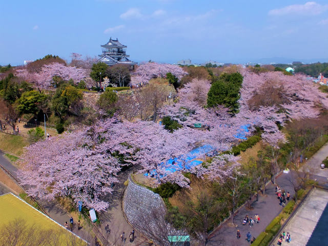 満開の浜松城の桜 フーちゃんのカメラウオッチング