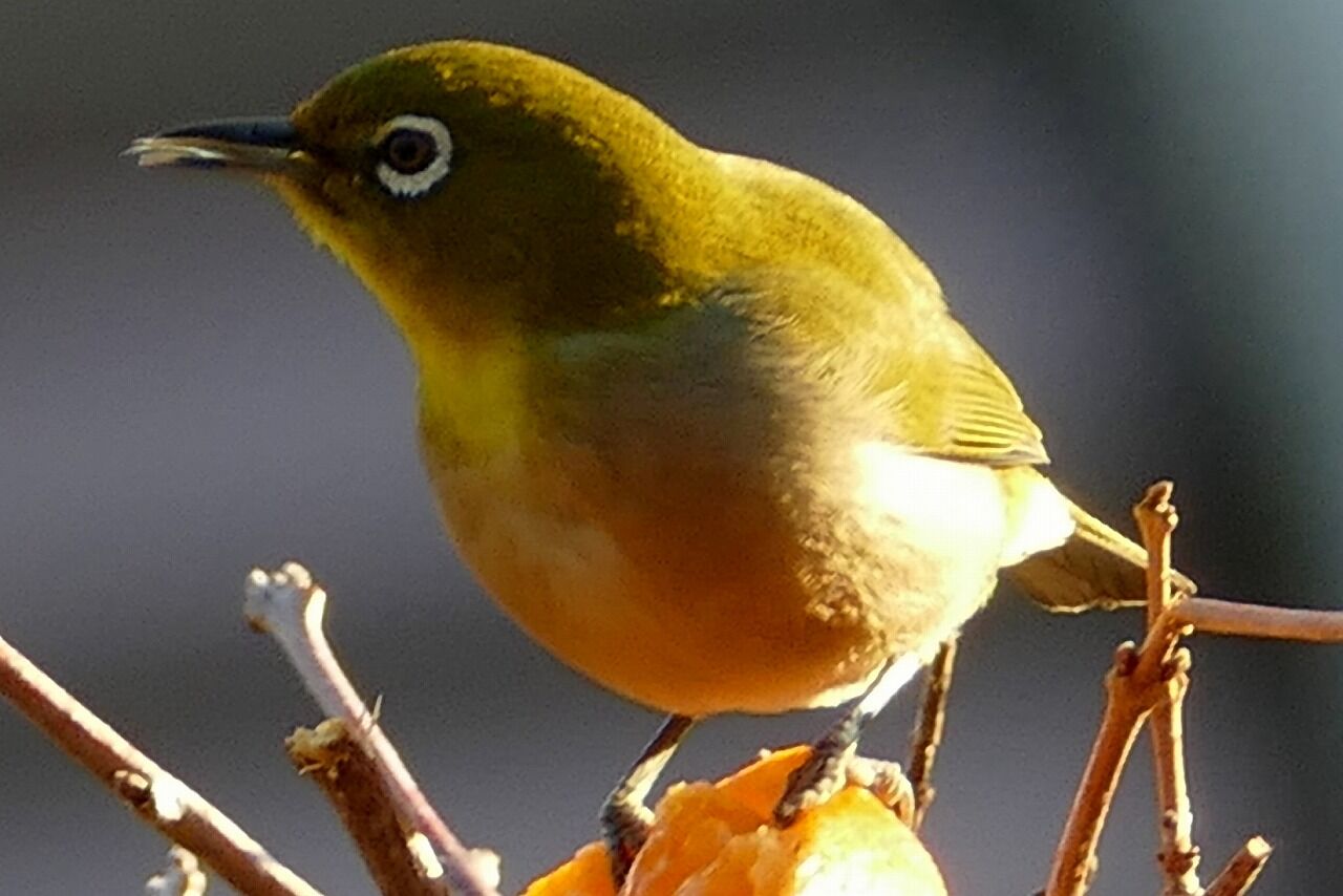 可愛い来訪者 メジロが我が家の庭にやって来た フーちゃんのカメラウオッチング