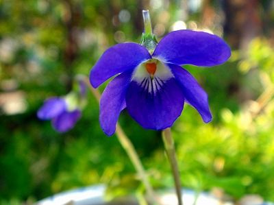 すみれの花が咲いた : フーちゃんのカメラウオッチング