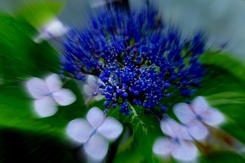 雨に良く似合う紫陽花の花 フーちゃんのカメラウオッチング 雨に良く似合う紫陽花の花 フーちゃんのカメラウオッチング