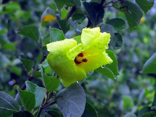 はまぼう公園のハマボウの花 磐田市 フーちゃんのカメラウオッチング はまぼう公園のハマボウの花 磐田市 フーちゃんのカメラウオッチング