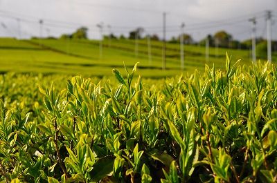 茶畑の扇風機 フーちゃんのカメラウオッチング