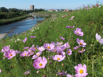 秋桜 コスモス の花 フーちゃんのカメラウオッチング 秋桜 コスモス の花 フーちゃんのカメラウオッチング