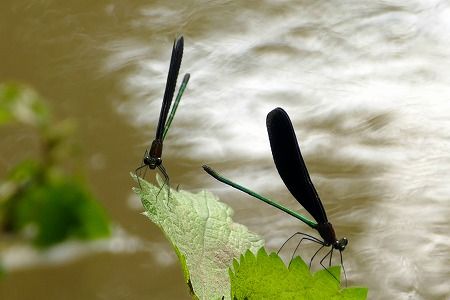 フーちゃんのカメラウオッチング 鳥 昆虫