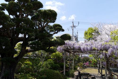 下がるほど 人が見上げる 藤の花 袋井市 フーちゃんのカメラウオッチング