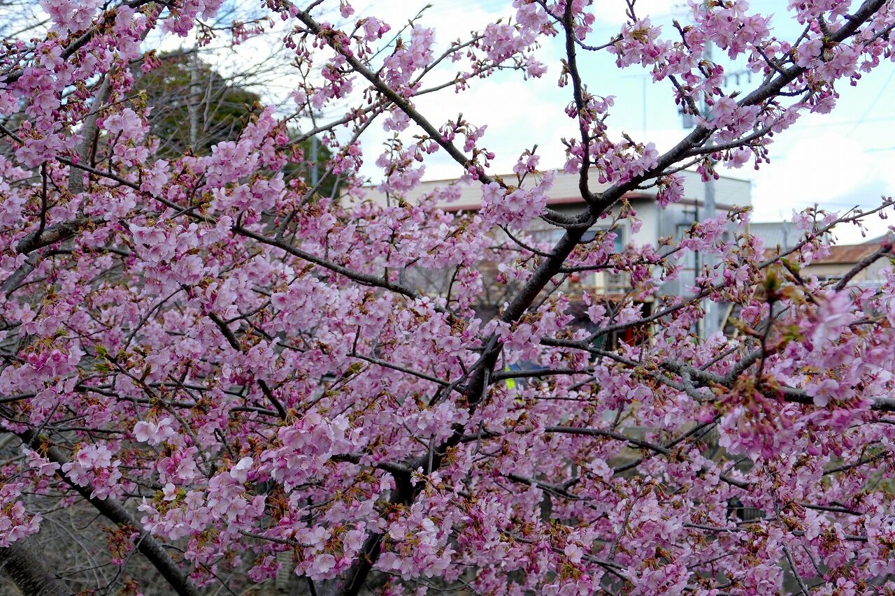 見頃を迎えた掛川桜越しの掛川城 掛川市 フーちゃんのカメラウオッチング