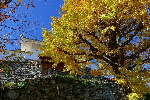 浜松城公園の紅葉情報 フーちゃんのカメラウオッチング