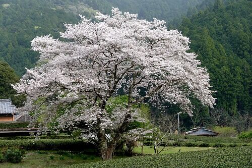 山村に咲く一本桜と満開の太田川桜堤 静岡県森町 フーちゃんのカメラウオッチング