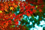 紅葉 写真2