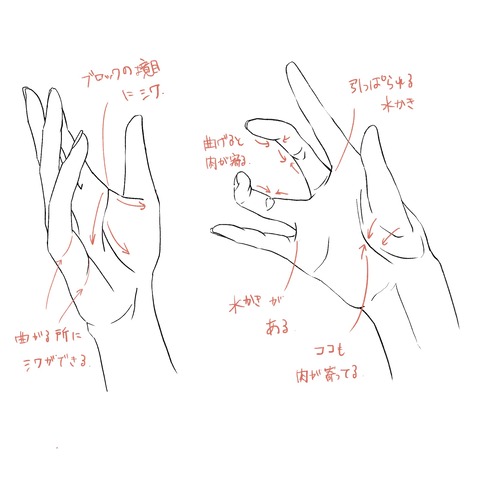 手のシワその1