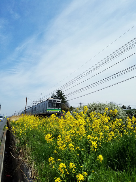 20170410_菜の花と秩父鉄道