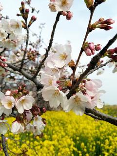 20170405_桜堤8