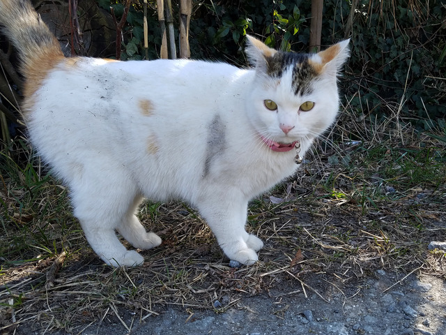 20180219_野良猫