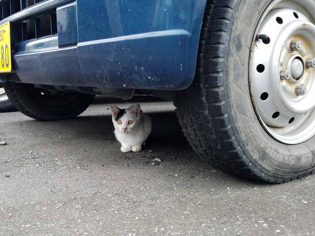 20170907_野良猫1