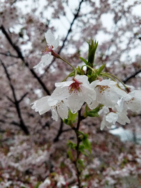 20170411_花散らし