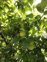 IMG_1554
