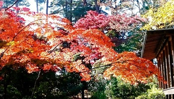 国指定名勝「須賀川の牡丹園」