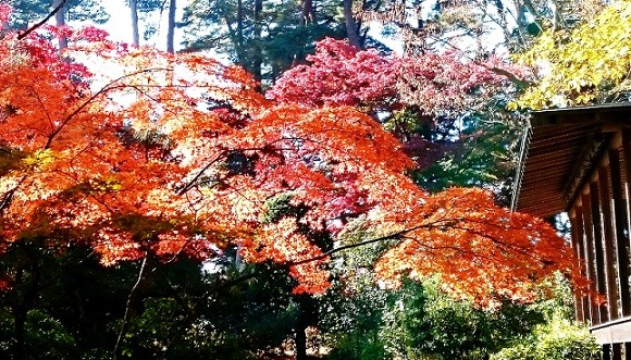 須賀川牡丹園 はまもなく紅葉の見ごろとなります 国指定名勝 須賀川の牡丹園 有限会社不動産リサーチ 公式サイト 須賀川牡丹園 はまもなく紅葉の見ごろとなります 国指定名勝 須賀川の牡丹園 有限会社不動産リサーチ 公式サイト