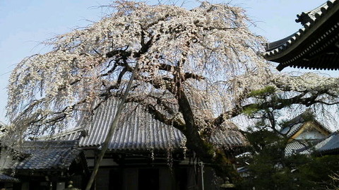 枝垂れ桜