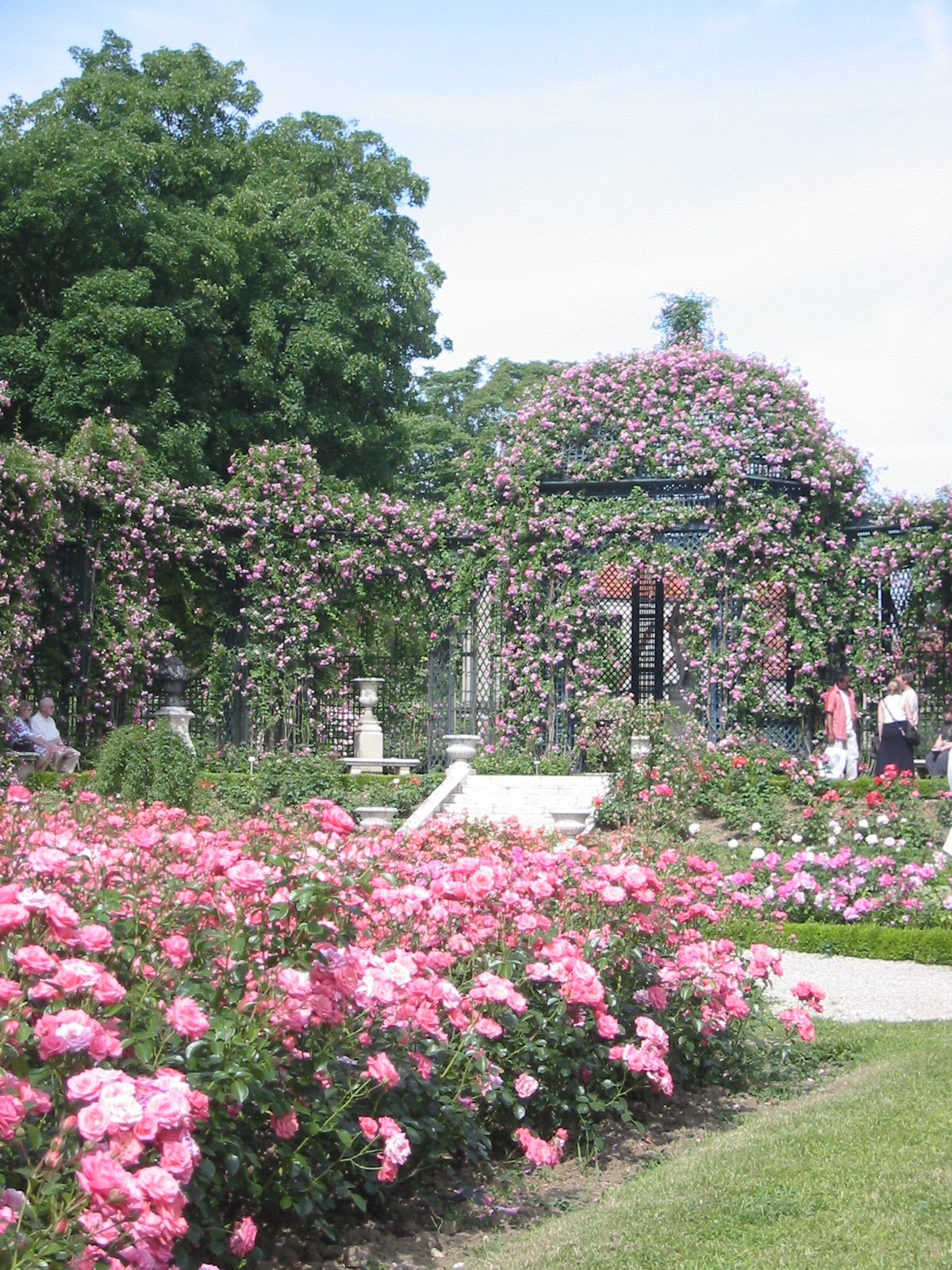ライレローズのバラ園へ パリよりふふふ