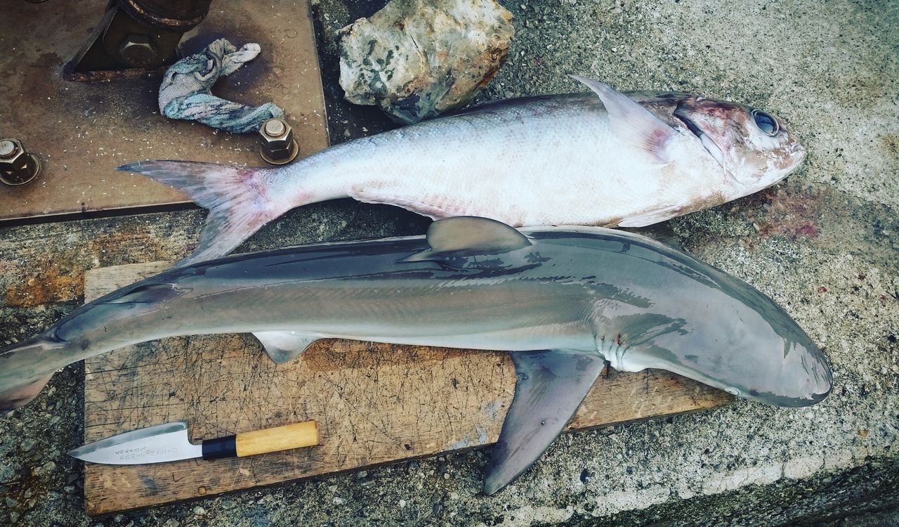 初めて釣ったサメを食べみました！！！ : うぐるBOXブログ