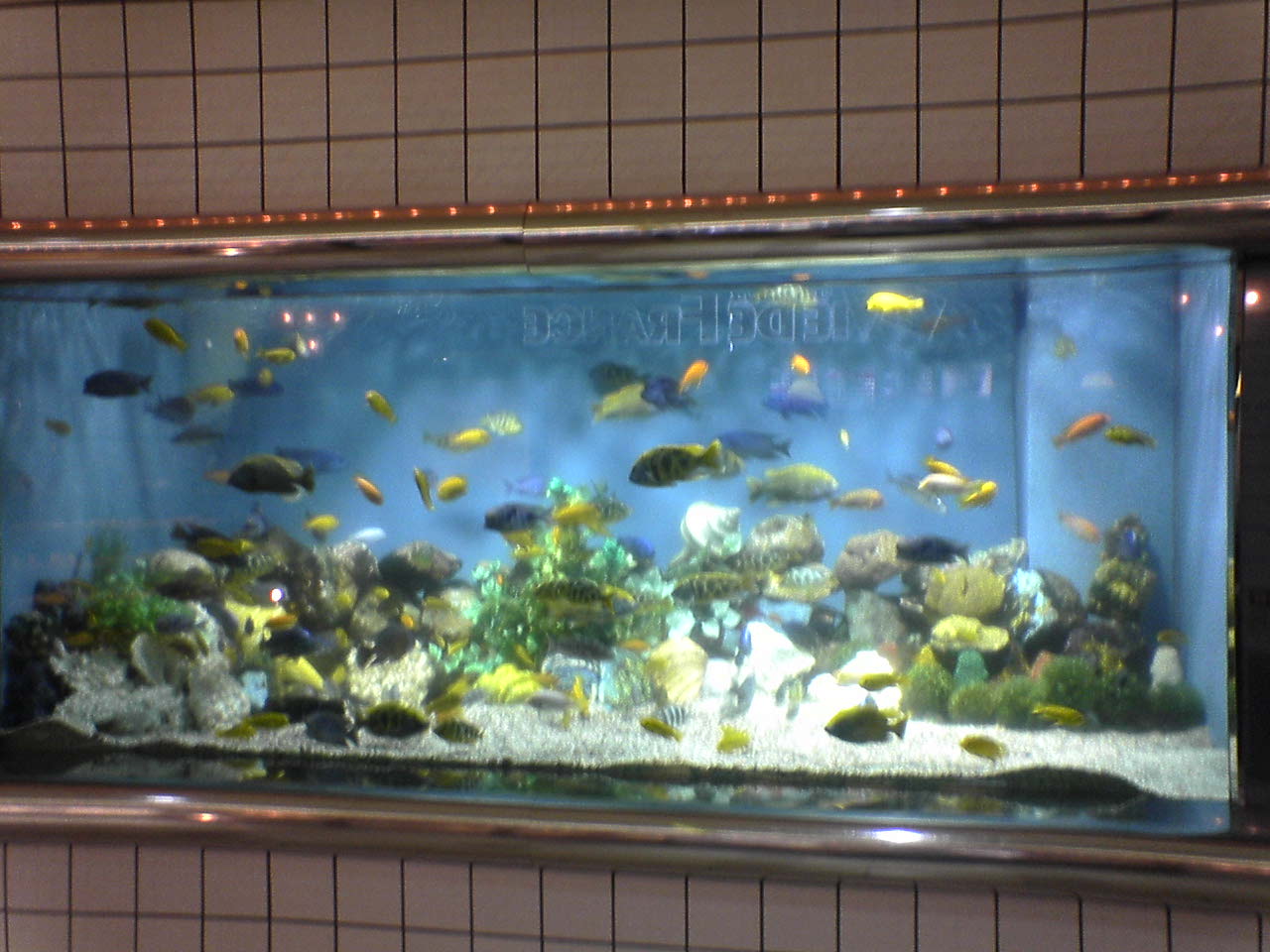 阪急３番街 楽しい水族館 ｱﾌﾘｶﾝｼｸﾘｯﾄﾞ水槽 フグ男君日記