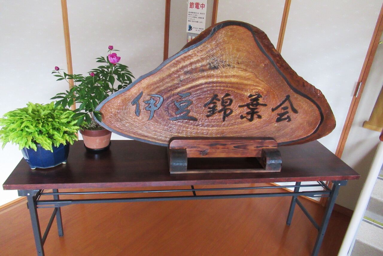 カントウカンアオイ 綾錦｜花、園芸