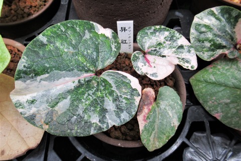 カンアオイタマカン昇紅 斑入り 山野草 カンアオイ タマノカンアオイ昇