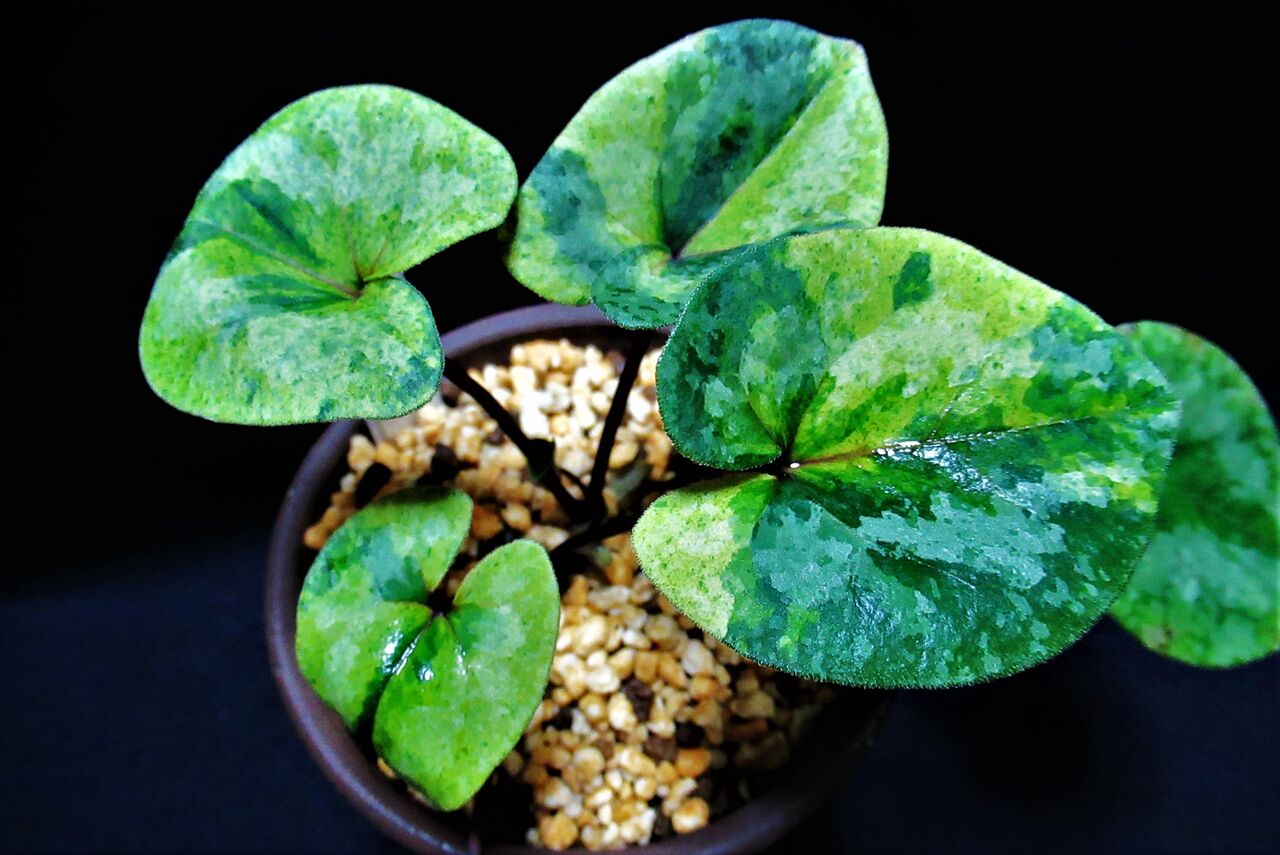 【期間限定特価】 アツミカンアオイ カンアオイに魅せられて！！ : 白切り斑 その他観葉植物