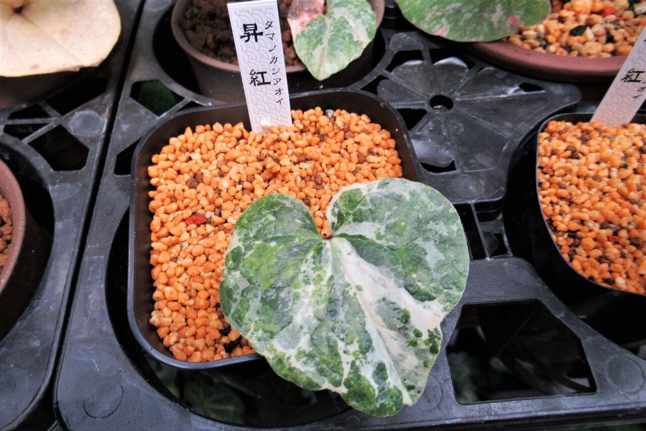 タマカン 昇紅 : カンアオイに魅せられて！！