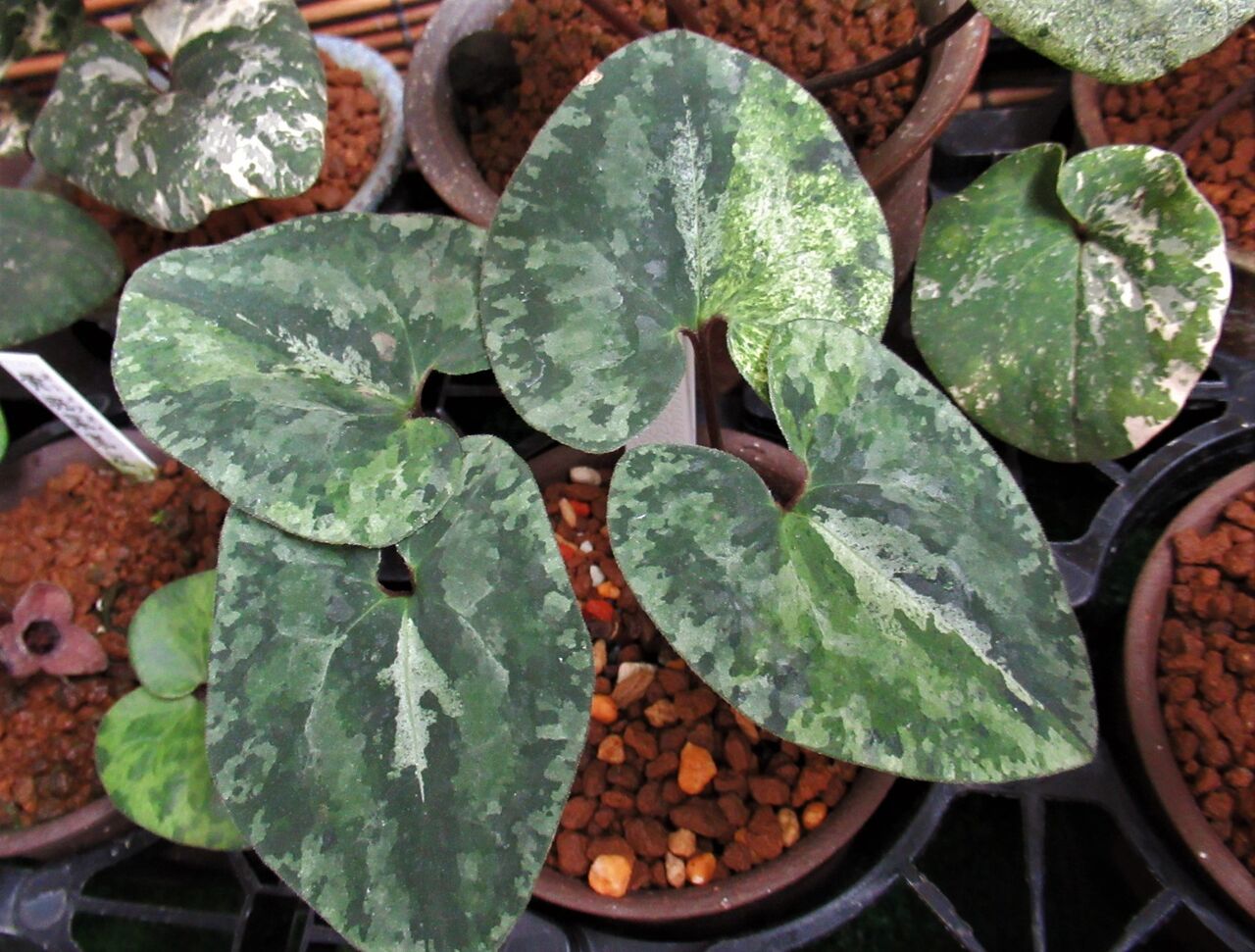 【激安アウトレット!】 オトメアオイ 深山 : カンアオイに魅せられて！！ その他観葉植物