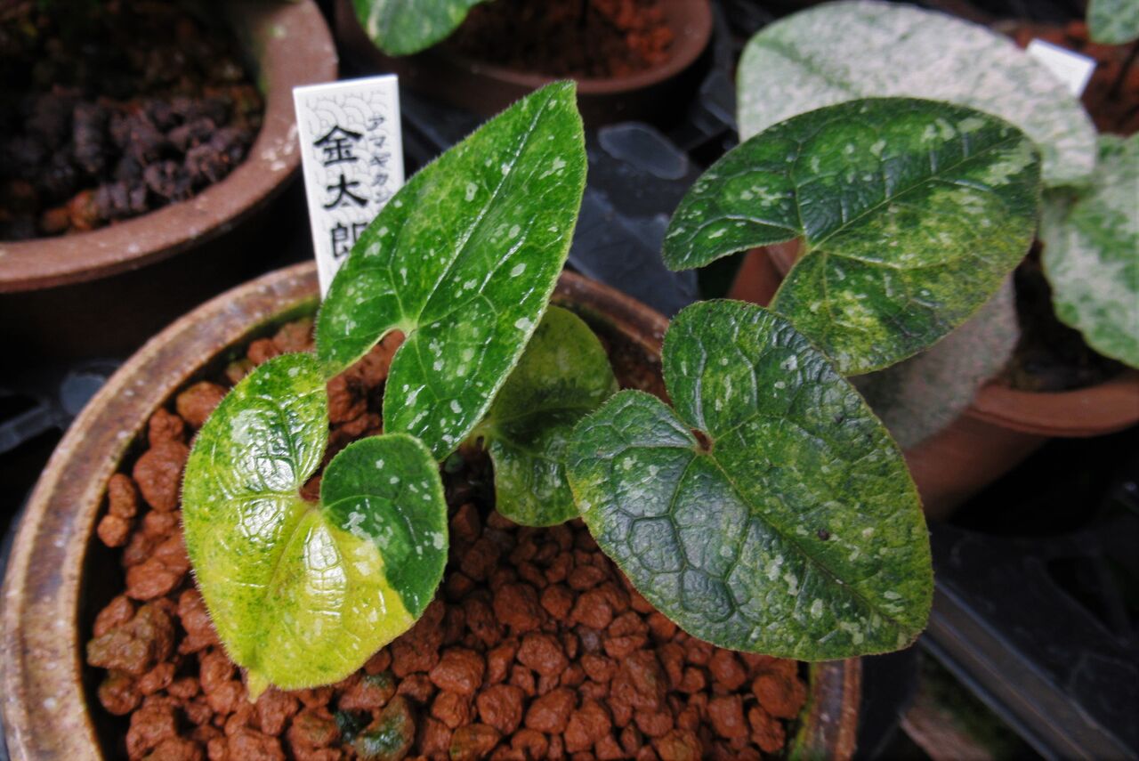 斑入りタマノカンアオイ 銘品 昇冠 斑入りカンアオイ タマノカンアオイ