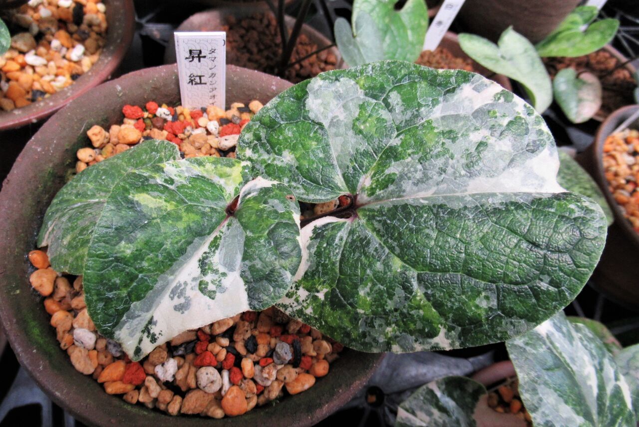 タマカン 昇紅 : カンアオイに魅せられて！！