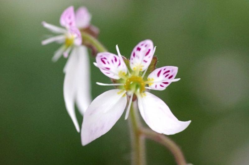 十二単と雪の下 花 花言葉 マンション困った管理組合だインペリアル平尾台