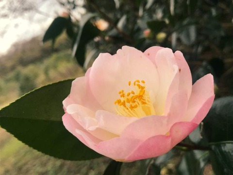 14年以降時期はずれの剪定で まばらにはしか花が咲かない マンション困った管理組合だインペリアル平尾台