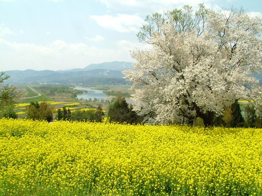 飯山菜の花まつり 雪国だより
