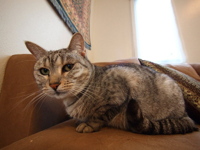 ��ꤵ�󤪵�������Υ��ե���