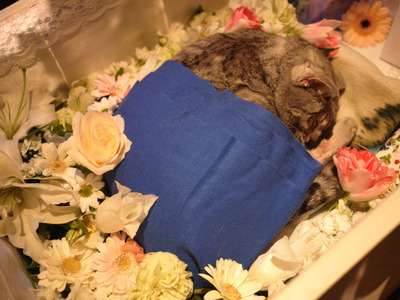 ����ʤ���