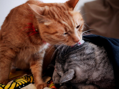 �����Ӥ�³����ʥ�