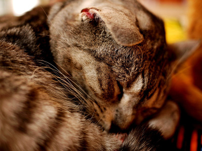 �Ȥ���äƤ������