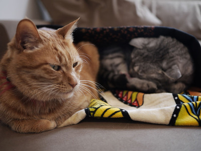 ��꤫��Υ��褦�Ȥ��ʤ��ʥ�